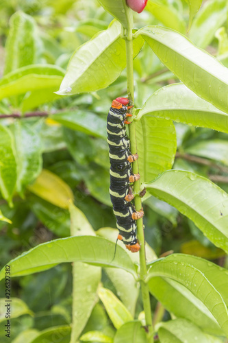 Big insect on island of Dominika