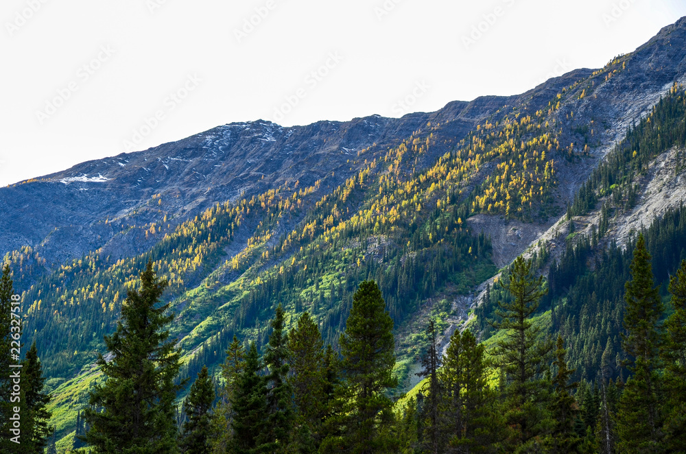 秋のカナディアンロッキー　クートニー国立公園の黄葉の山並み（カナダ　ブリティッシュ・コロンビア州）