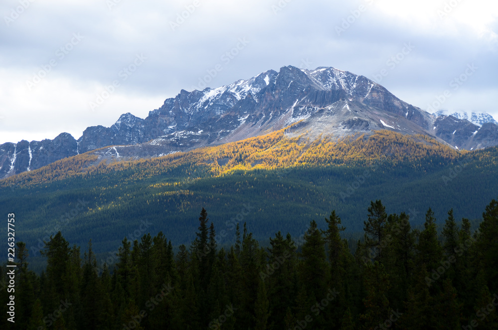 秋のカナディアンロッキー　バンフ国立公園の黄葉の山並み（カナダ・アルバータ州）