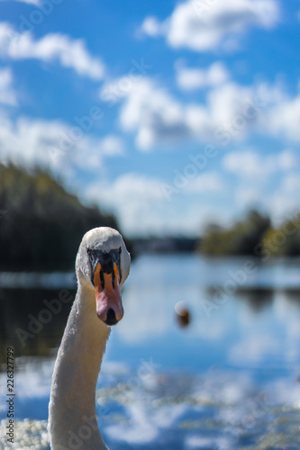 Swan