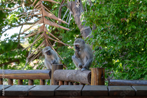 Two baby monkeys sitting on wooden rail, one is very inquisitive.