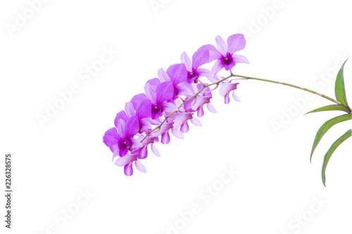 The Purple Phalaenopsis Orchid isolated on white background.