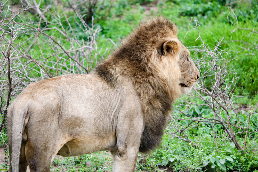 Naklejka premium ライオン