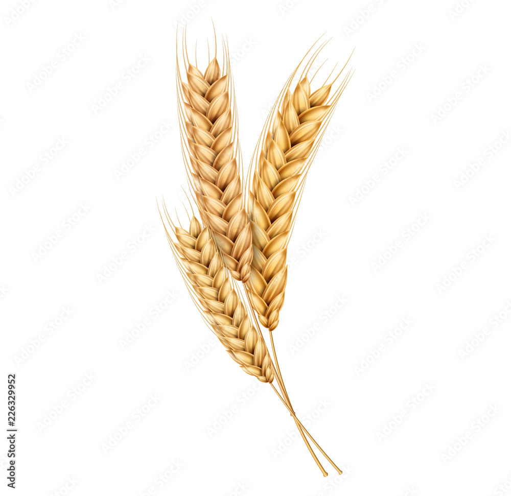 Vector wheat ears spikelets realistic with grains - obrazy, fototapety, plakaty 