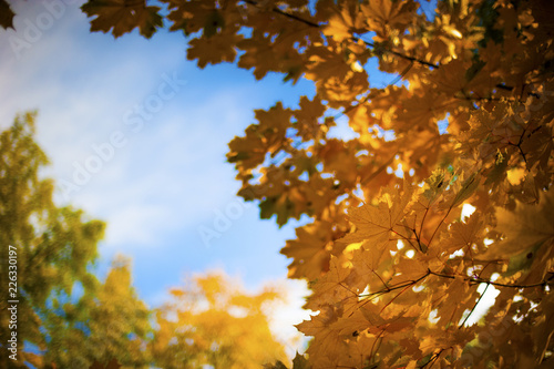 bright yellow autumn leaves on blue sky background 
