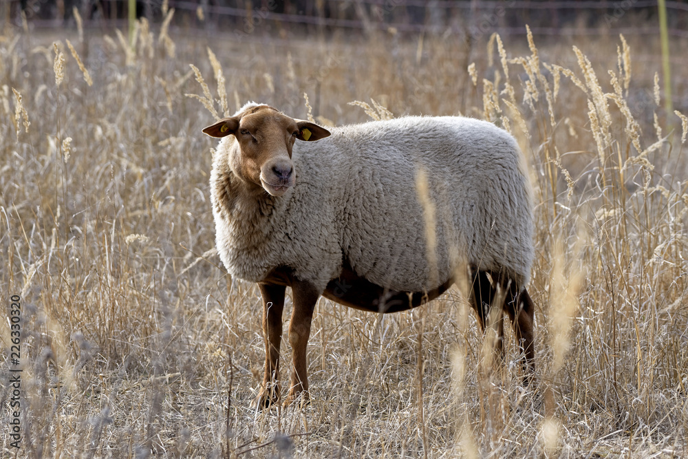 Obraz premium Coburger Fuchsschaf