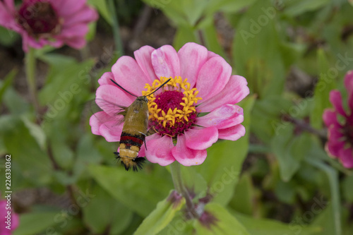 ヒャクニチソウの蜜を吸うオオスカシバ