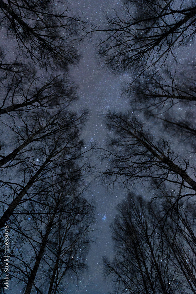 Starry sky above birch forest in winter Starry sky above birch forest in winter