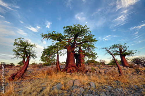 Baobab trees, Kubu Island, Makgadikgadi Pans, Botswana photo