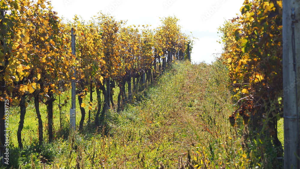 Naklejka premium Weingarten