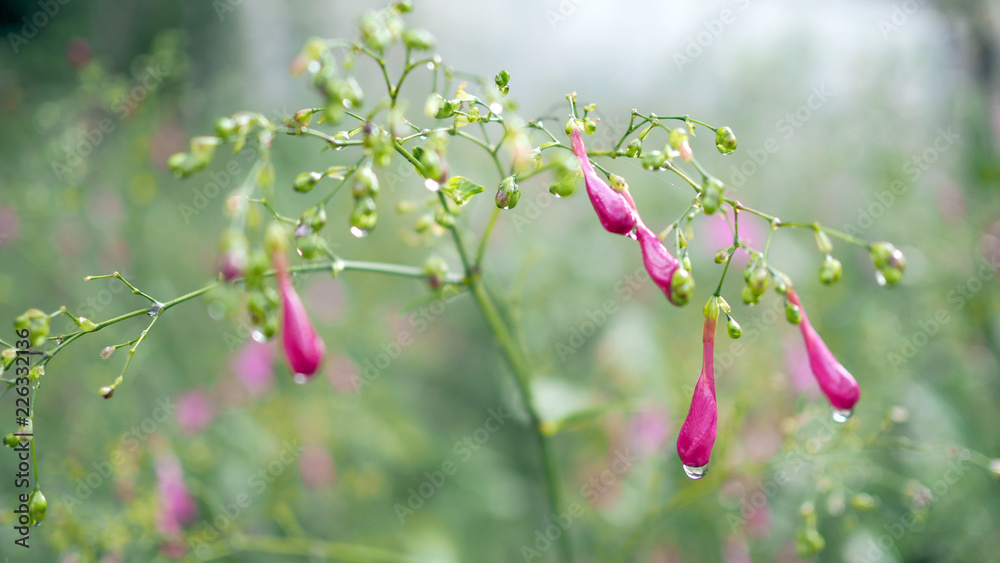 Water drops on purple flowers.