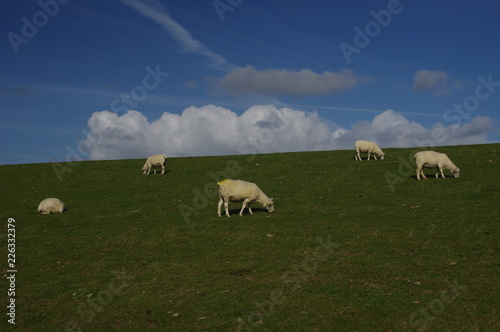 Schafe auf pellwormer Deich