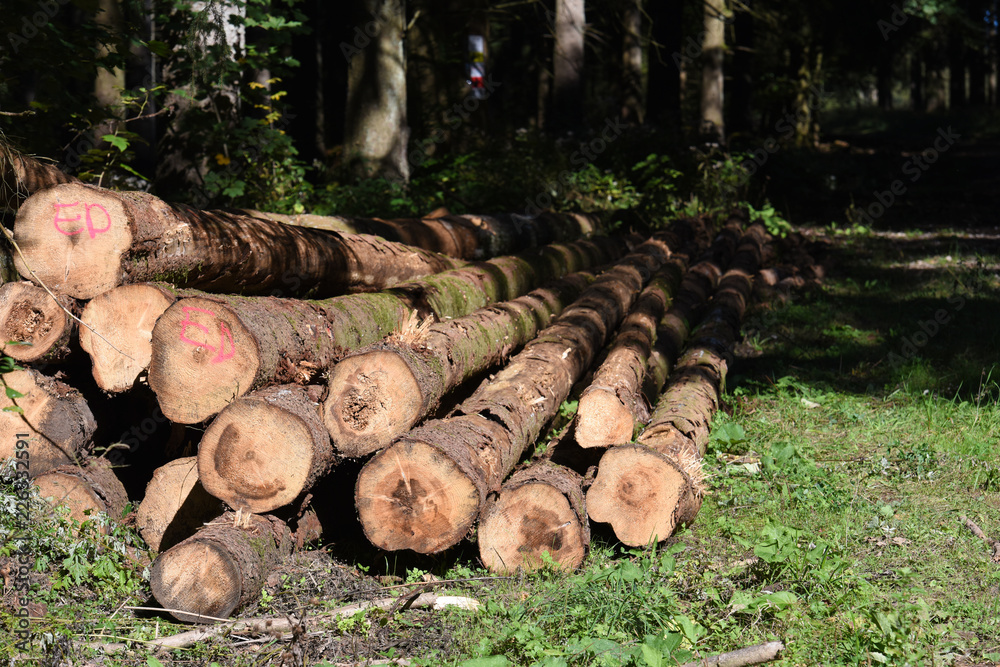 bois foret chauffage sapin Ardennes arbre bois foret chauffage sapin Ardennes arbre