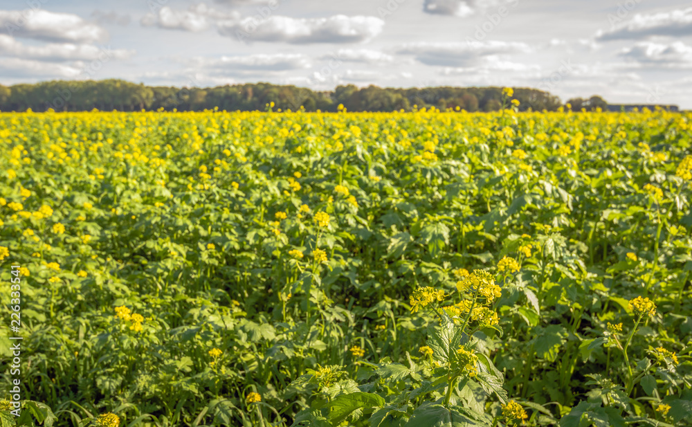 Yellow flowering rapeseed on a large Dutch field in the summer season