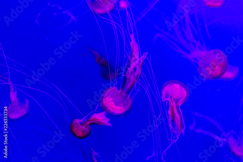 A purple-striped jellyfish in the aquarium. Background.