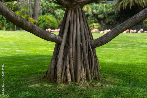 The base of the young tree trunk is Dracaena draco (Canary Islands dragon tree). photo