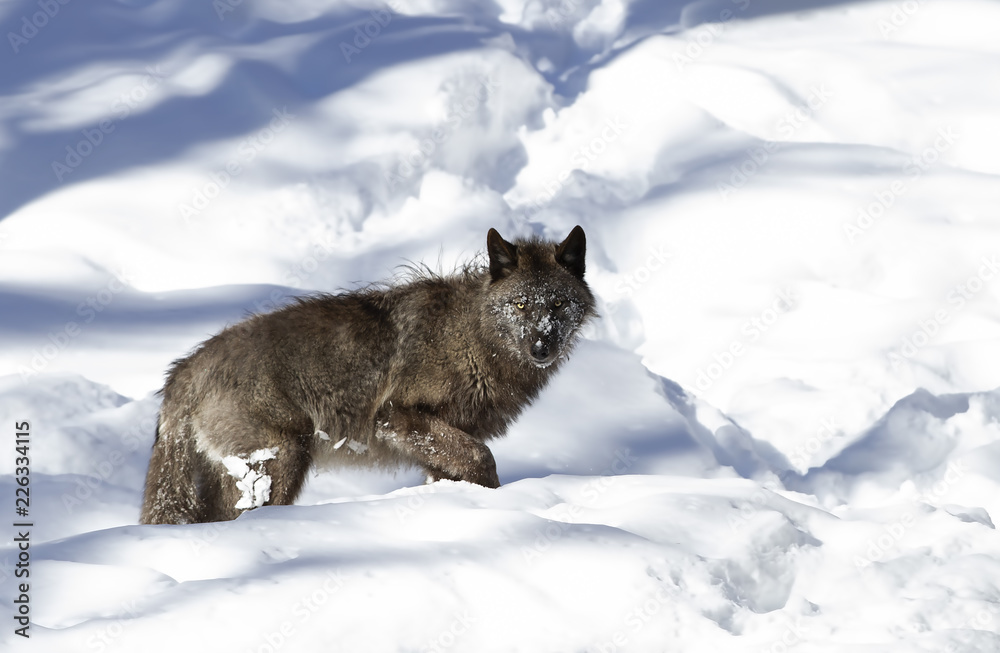 Naklejka premium A lone Black wolf (Canis lupus) isolated on white background walking in the winter snow in Canada