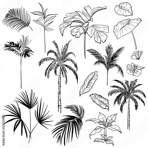 Set of  vector  beautiful hand drawing artistic tropical and leves with exotic forest.