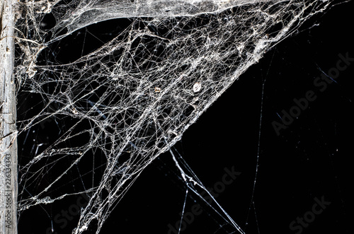 spider web,halloween