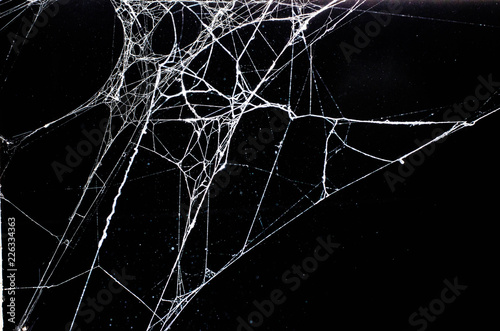 Obraz na plátně spider web,halloween