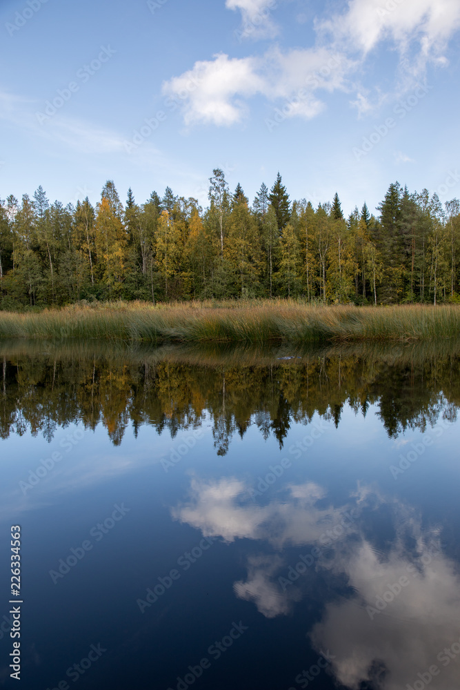 北欧の風景川に映る木