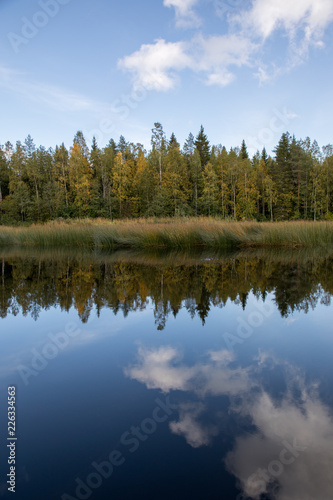 北欧の風景川に映る木