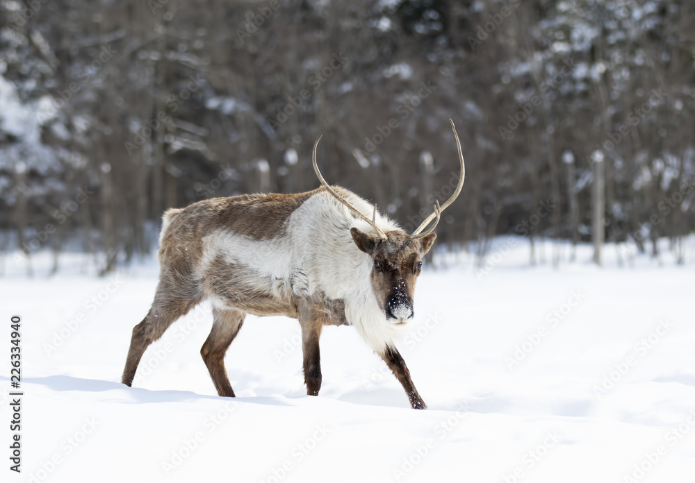 Fototapeta premium Caribou walking in the snow in Canada