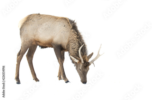 Bull Elk isolated against a white background standing in the winter snow in Canada