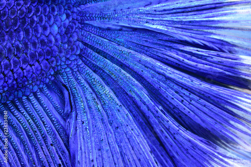 Photography Beautiful blue fish scales for a background image