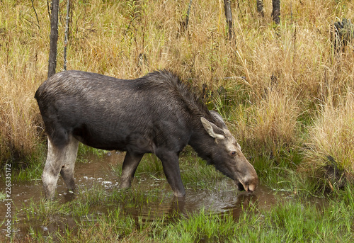 Cow moose (Alces alces) grazing in a pond in Algonquin Park, Canada in autumn