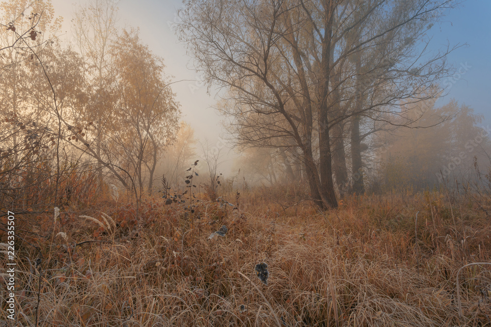 Early foggy morning in autumn forest. Beautiful dreamy scene with hoarfrost on trees, bushes and dry grass. Early foggy morning in autumn forest. Beautiful dreamy scene with hoarfrost on trees, bushes and dry grass.