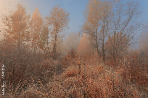 Early foggy morning in autumn forest. Beautiful dreamy scene with hoarfrost on trees, bushes and dry grass.