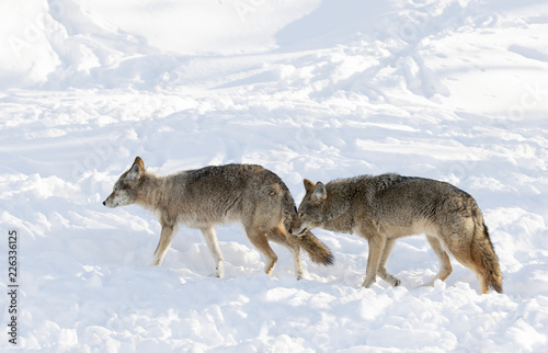 Two Coyotes (Canis latrans) isolated on white background walking and hunting in the winter snow in Canada