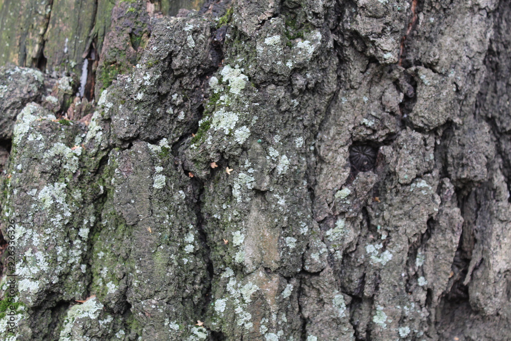 bark of a tree background