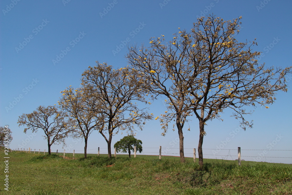 Trees on a landscape Trees on a landscape