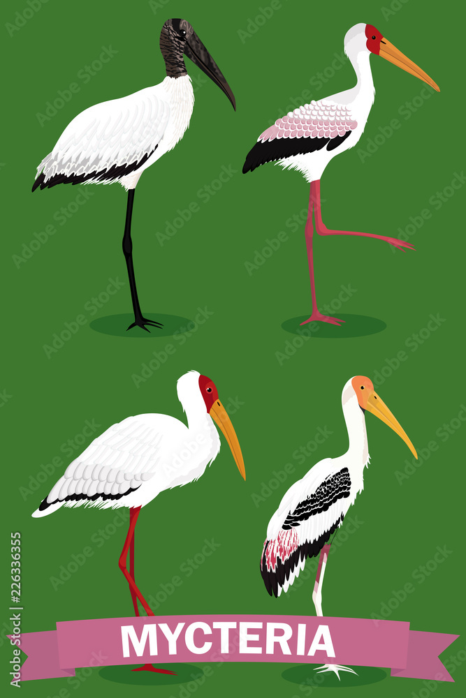 Fototapeta premium Mycteria stork genus cartoon bird