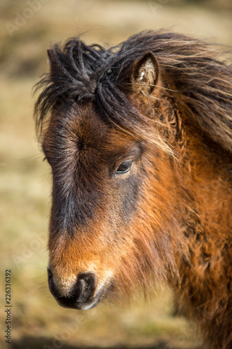 Rustic coloured wid pony on Bodmin Moor, Cornwall