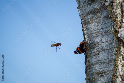 Hornet vs. Butterfly Conflict
