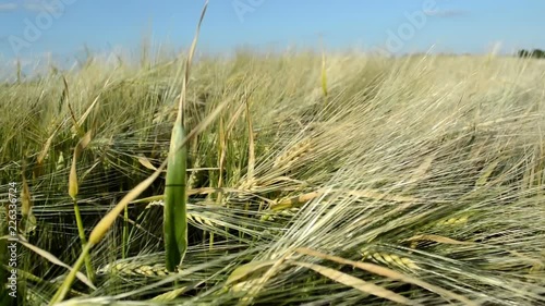 Wallpaper Mural Barley cereal crops growing in cultivated field Torontodigital.ca