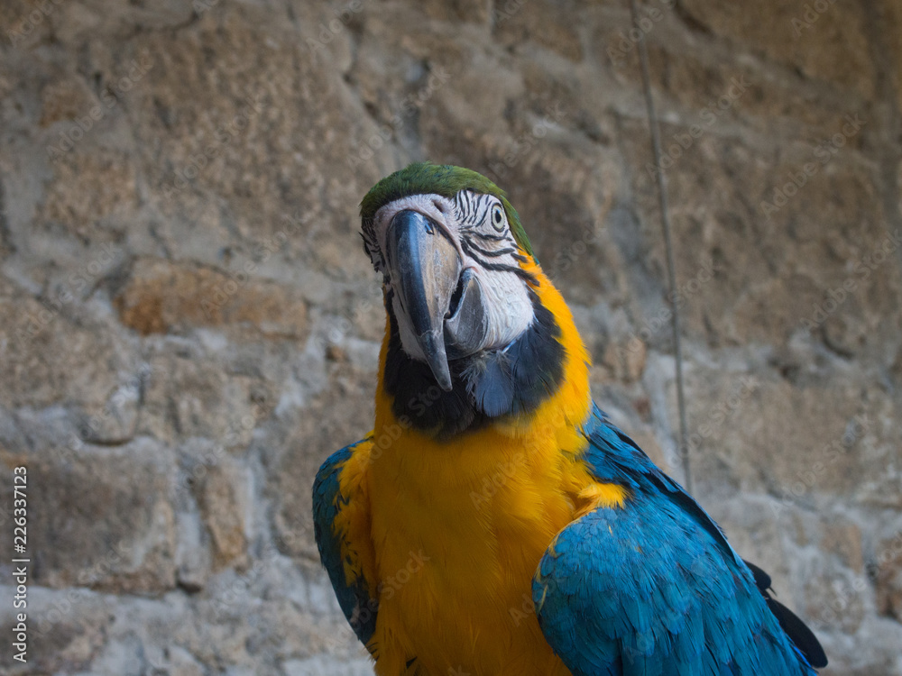 Fototapeta premium Parrot macaw in its cage
