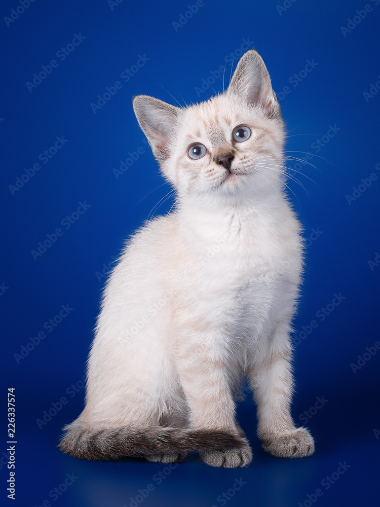 Thai kitten sitting on a blue background