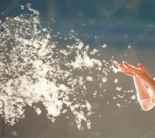 Blowing dandelion parachutes fly out in the wind. A girl blowing on a dandelion The bright sun shines with backlight