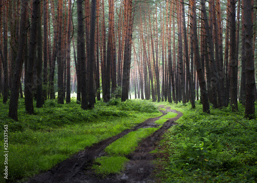 Forest way on a foggy morning