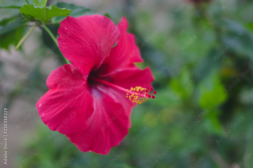Beautiful red Hibiscus flower blooming on a tree in the garden. Beautiful red Hibiscus flower blooming on a tree in the garden.