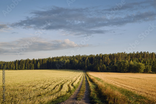 Trail in countryside on a summer day