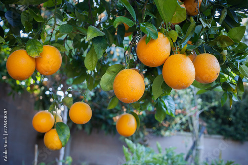 Orange tree, Orange trees with ripe fruits, Orange garden, 