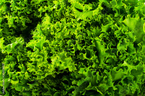 Green lettuce salad leaves