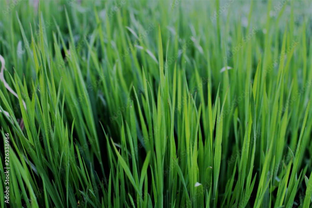 green grass with water drops of morning dew green grass with water drops of morning dew