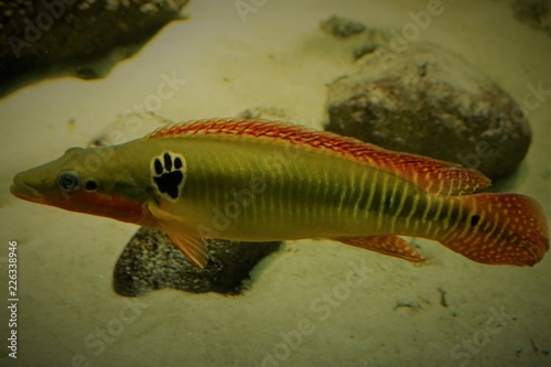 cichlid Crenicichla zebrina