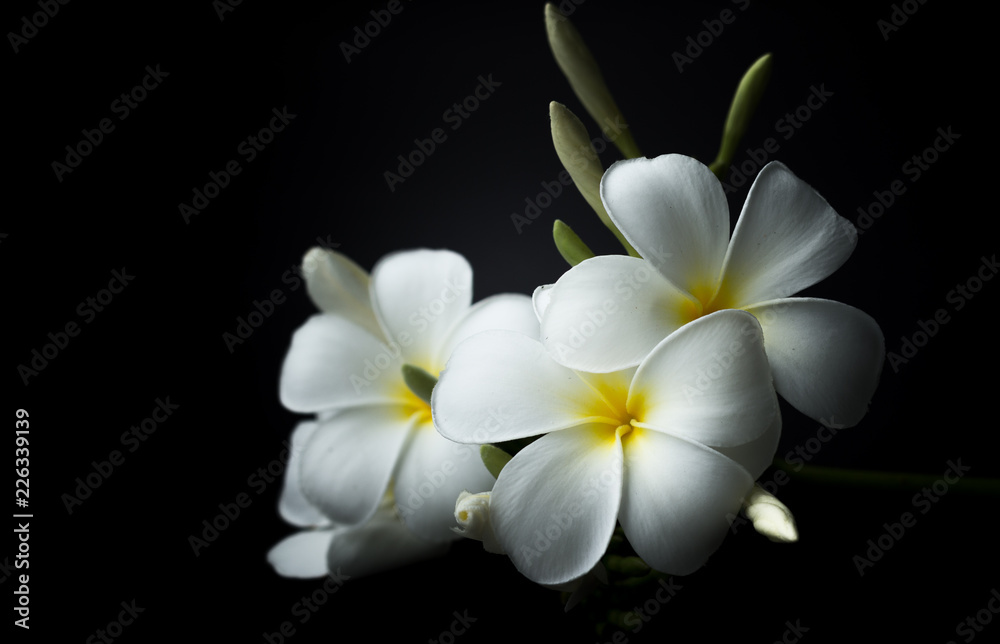 White Plumeria or frangipani in black background theme